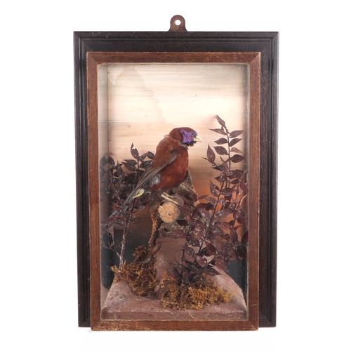 892 - Taxidermy.  A violet eared waxbill in a naturalistic setting, cased, 16 by 26cms.