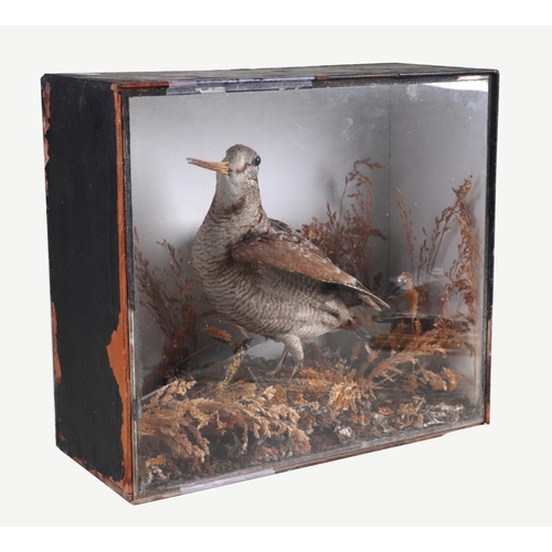 893 - Taxidermy. A cased study of a woodcock in a naturistic setting, 39cm wide.