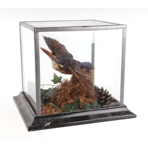 894 - Taxidermy.  A kingfisher in a naturalistic setting, cased, 20cms wide.