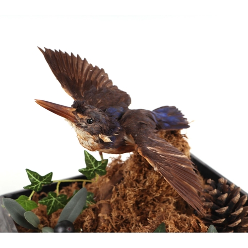 894 - Taxidermy.  A kingfisher in a naturalistic setting, cased, 20cms wide.