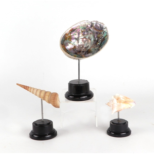 896 - A group of marine seashells on museum style display stands  (3)