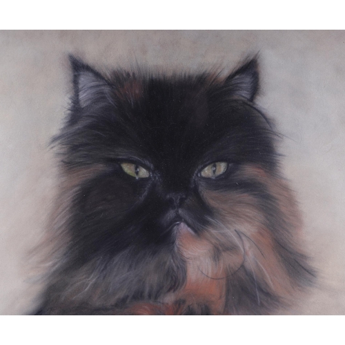 918 - K. L. Manell, study of a tortoiseshell Persian cat, signed lower right corner, pastel , framed and g... 