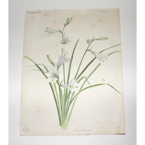 163 - A folio containing botanical and floral watercolour studies, various sizes, all unframed.