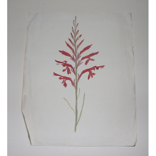 163 - A folio containing botanical and floral watercolour studies, various sizes, all unframed.