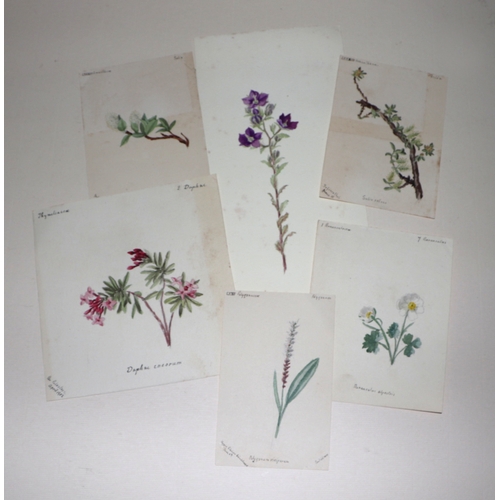 163 - A folio containing botanical and floral watercolour studies, various sizes, all unframed.