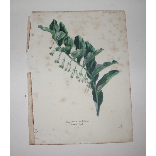 163 - A folio containing botanical and floral watercolour studies, various sizes, all unframed.