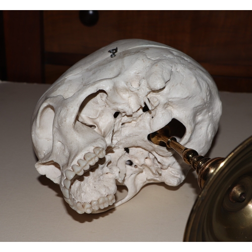 1043 - A Momento Mori skull from brass candle stick, 32cm high