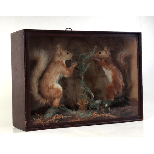 464 - A diorama of two Victorian period red squirrels standing on a branch within a naturalistic setting, ... 