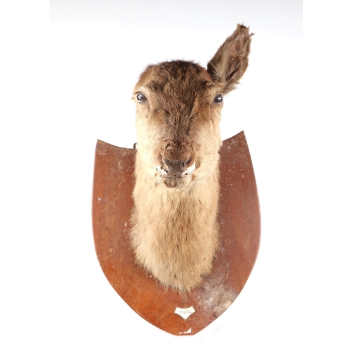 467 - Taxidermy: A deer head and shoulders mounted on an oak shield, bears plaque 'Garth Castle December 1... 