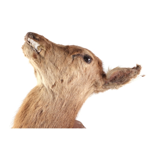 467 - Taxidermy: A deer head and shoulders mounted on an oak shield, bears plaque 'Garth Castle December 1... 