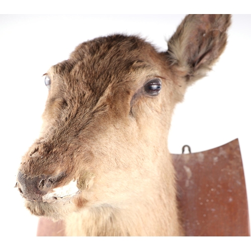 467 - Taxidermy: A deer head and shoulders mounted on an oak shield, bears plaque 'Garth Castle December 1... 