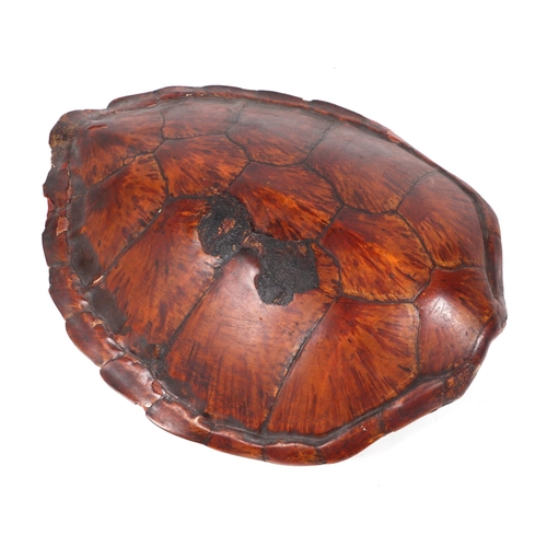 468 - A late 19th / early 20th century large turtle carapace, approx 100cms long.