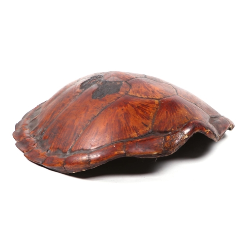 468 - A late 19th / early 20th century large turtle carapace, approx 100cms long.