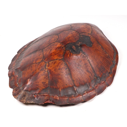 468 - A late 19th / early 20th century large turtle carapace, approx 100cms long.