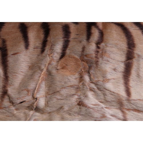 469 - An early 20th century full tiger skin rug with head and claws, felt backed, approx 9ft 5