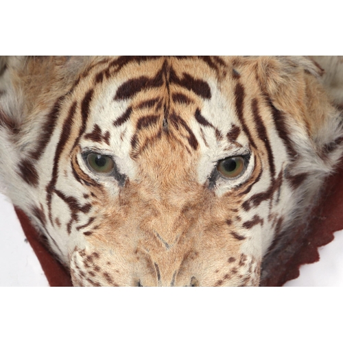 469 - An early 20th century full tiger skin rug with head and claws, felt backed, approx 9ft 5