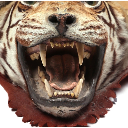 469 - An early 20th century full tiger skin rug with head and claws, felt backed, approx 9ft 5