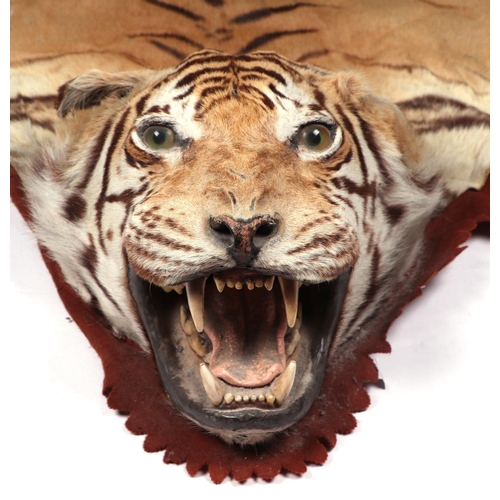 469 - An early 20th century full tiger skin rug with head and claws, felt backed, approx 9ft 5