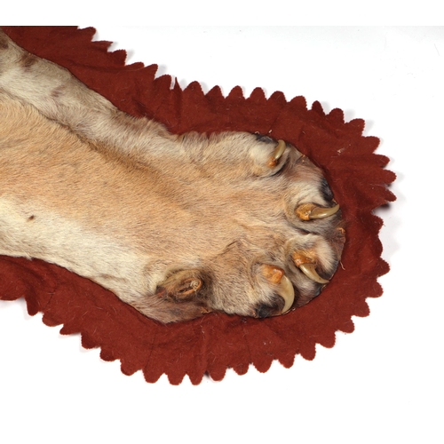 469 - An early 20th century full tiger skin rug with head and claws, felt backed, approx 9ft 5