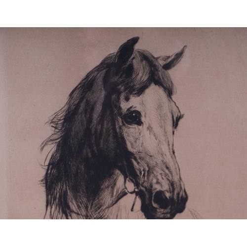 180 - Haywood Hardy (1892-1933) - Study of a Horse - drypoint etching, signed in pencil lower right, frame... 