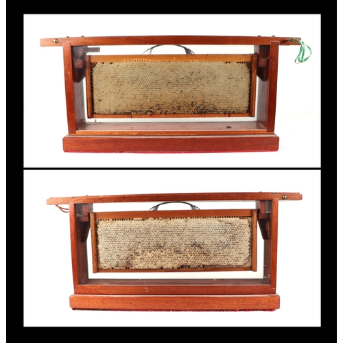 449 - Two mahogany cased bee honeycomb displays, each 61cms wide; together with some honey making equipmen... 