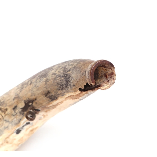 61 - A cow horn powder flask with scrimshaw decoration (a/f), approx 13cms long.