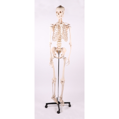 455 - A full sized resin medical students anatomical study Skeleton on stand, overall 173cms high.