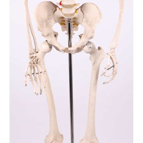 455 - A full sized resin medical students anatomical study Skeleton on stand, overall 173cms high.