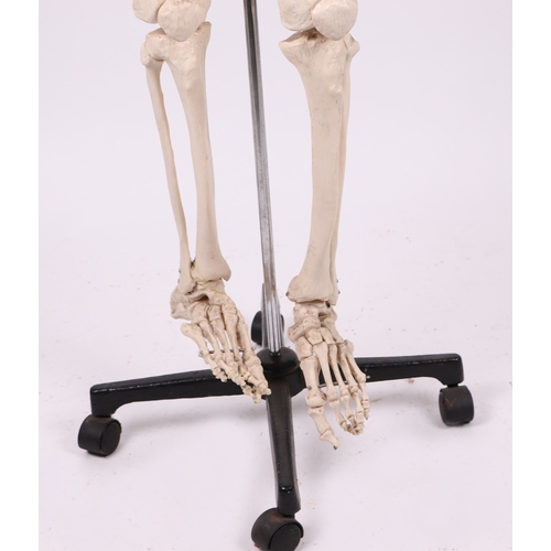 455 - A full sized resin medical students anatomical study Skeleton on stand, overall 173cms high.