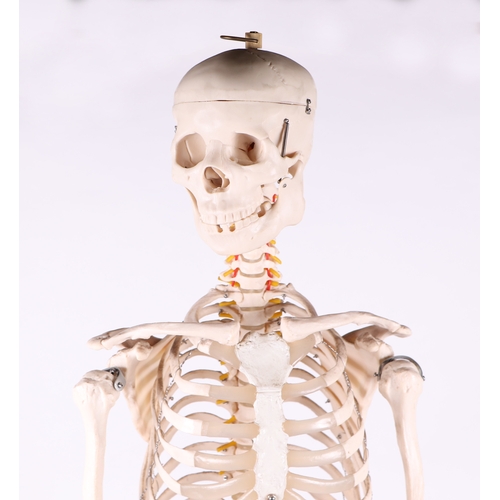 455 - A full sized resin medical students anatomical study Skeleton on stand, overall 173cms high.