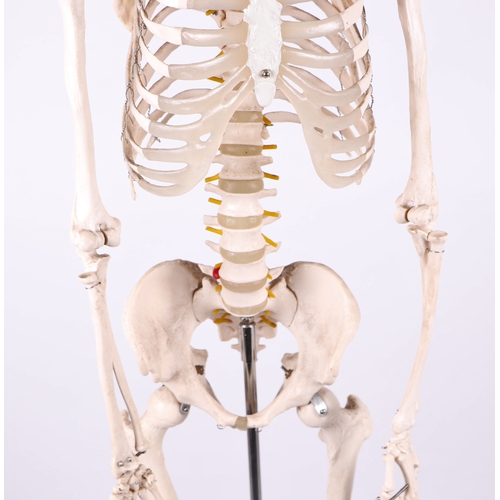 455 - A full sized resin medical students anatomical study Skeleton on stand, overall 173cms high.