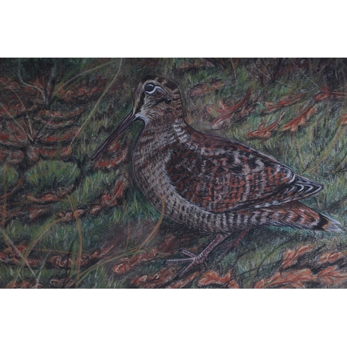 156 - D E Watt (modern British) - Study of a Woodcock - signed & dated '99 lower right, crayon, framed & g... 