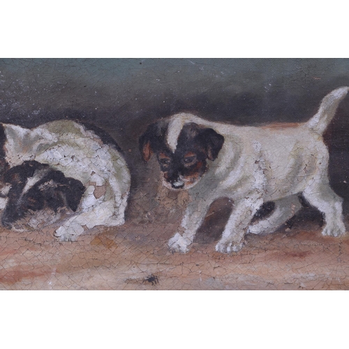 201 - Early 20th century school - Study of Four Jack Russel Puppies - oil on canvas, framed, 40 by 19cms.