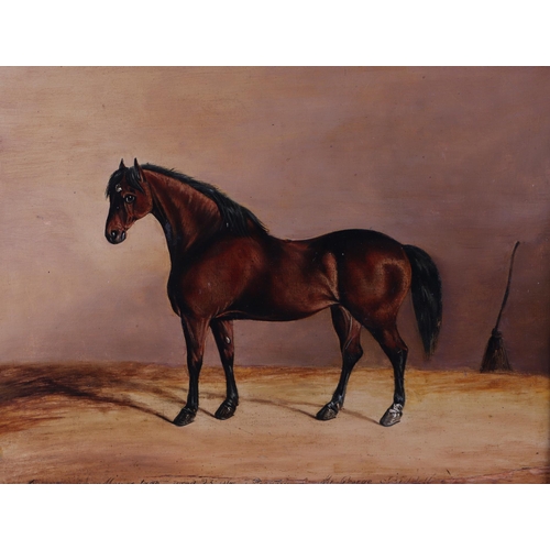 233 - A 19th century oil on panel- A thoroughbred horse in a stable interior, 38 by 30cm, in a rosewood fr... 