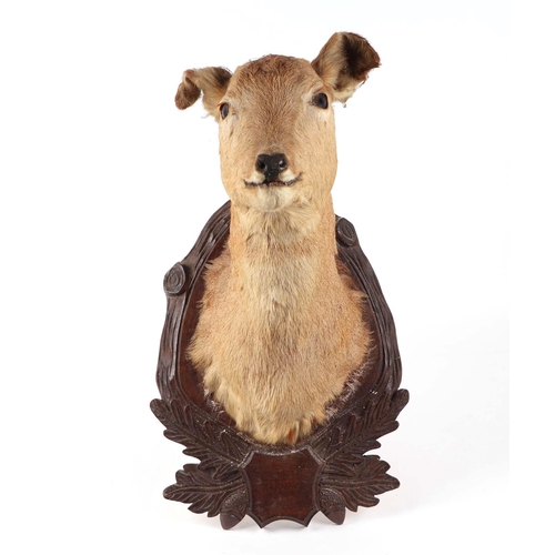 345 - A deer head and shoulder mount, on a carved oak shield.