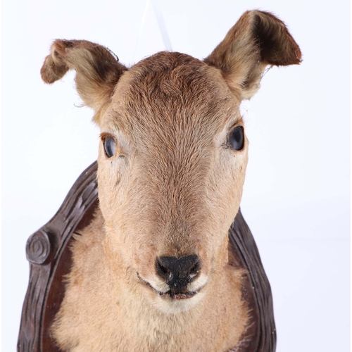 345 - A deer head and shoulder mount, on a carved oak shield.