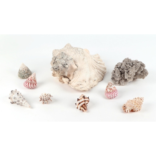 348 - A collection of conch and other seashells.