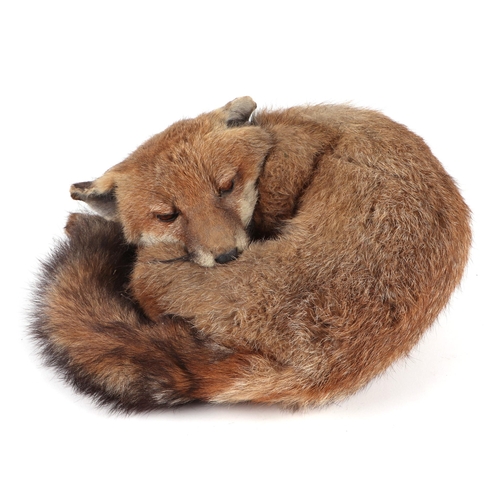 350 - Taxidermy; A fox cub mounted curled up asleep within a Gruaud Larose wooden box, 50cm wide.