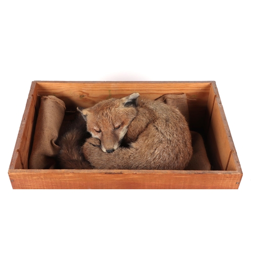 350 - Taxidermy; A fox cub mounted curled up asleep within a Gruaud Larose wooden box, 50cm wide.