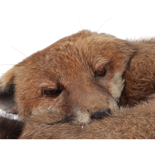 350 - Taxidermy; A fox cub mounted curled up asleep within a Gruaud Larose wooden box, 50cm wide.