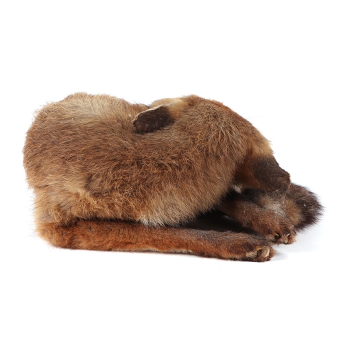 350 - Taxidermy; A fox cub mounted curled up asleep within a Gruaud Larose wooden box, 50cm wide.