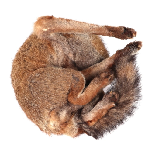 350 - Taxidermy; A fox cub mounted curled up asleep within a Gruaud Larose wooden box, 50cm wide.