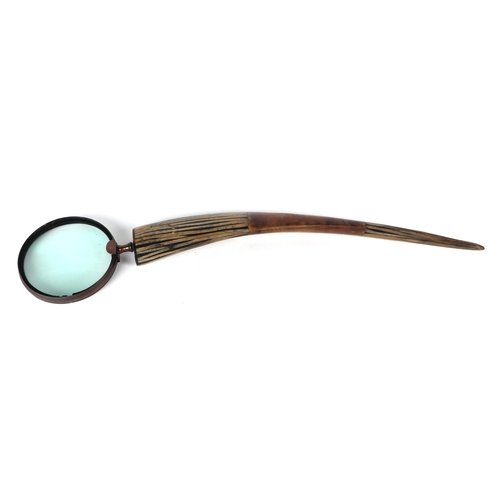 411 - A large horned handle hand magnifier, 73cm long.