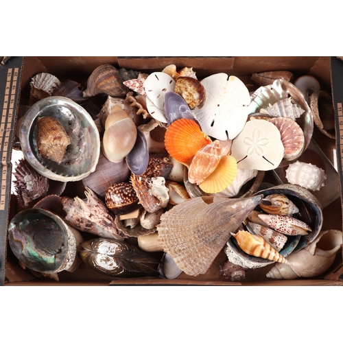 358 - A large collection of sea shells.