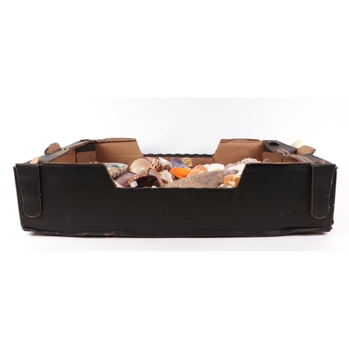 358 - A large collection of sea shells.