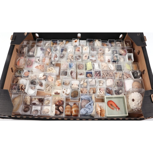 360 - A large collection of small sea shells, in presentation boxes, many with their Latin names.