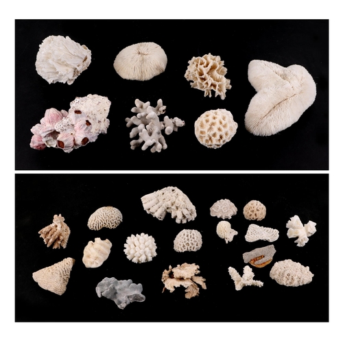 366 - A collection of sea corals.