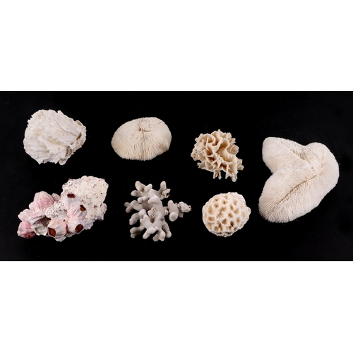 366 - A collection of sea corals.