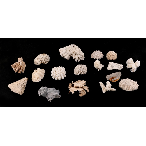 366 - A collection of sea corals.