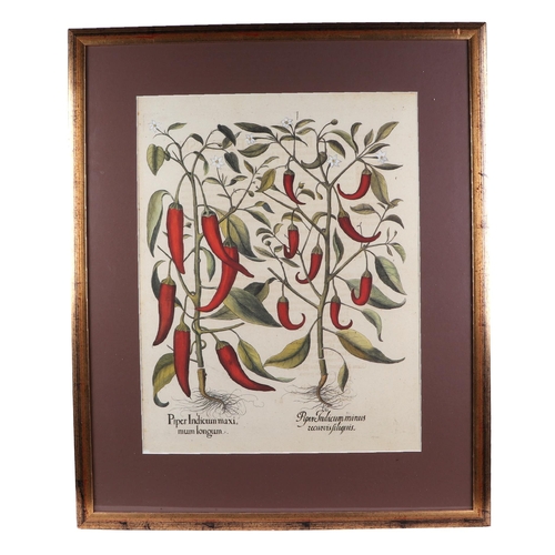 140 - After Basil Besler, a pair of prints 'Red Peppers' (Piper Indicum maximum longum) and 'Flowers' (Tor... 